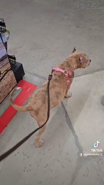 the shopping bully in Slidell, Louisiana