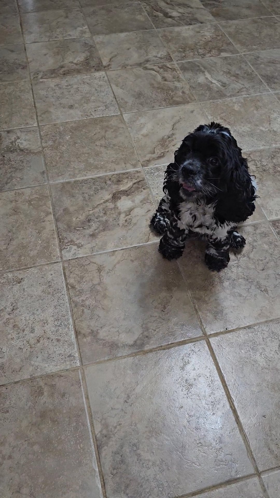 Cocker Spaniel Puppies in Sylacauga, Alabama