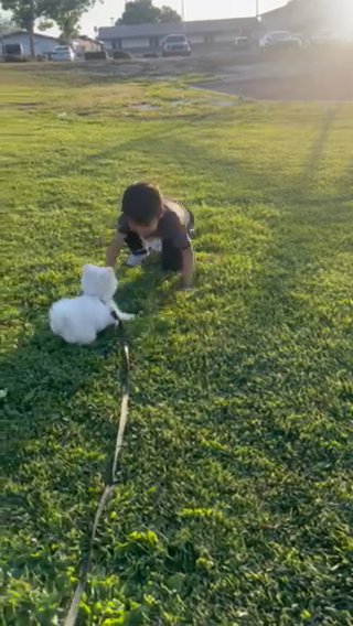 puppy in Victorville, California