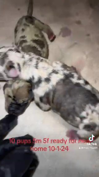 Boerboel X Great Dane ( Boerdane/Daniff/Mastidane) in Columbus, Ohio