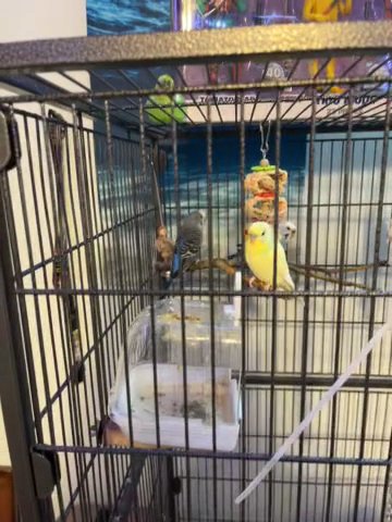 Parakeet in Cincinnati, Ohio