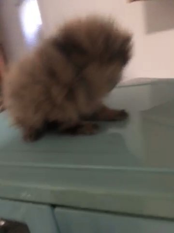 Teacup Pomeranian in Lakeland, Florida