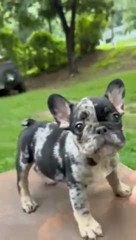 Black And Tan Merle Male French Bulldog in Stockbridge, Georgia