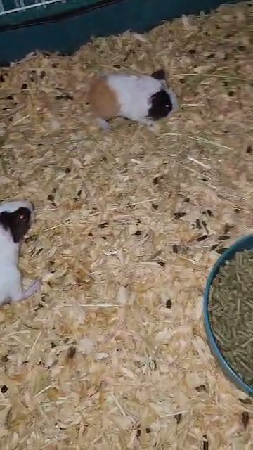 Skinny Pig Carriers in Rome, Georgia