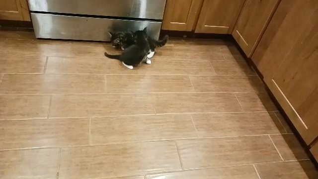 Maine Coons in Dover, Delaware