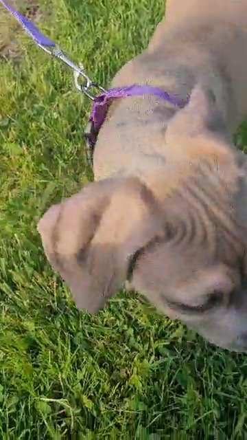 american bully xl fwan ghost tri in Pennsauken, New Jersey
