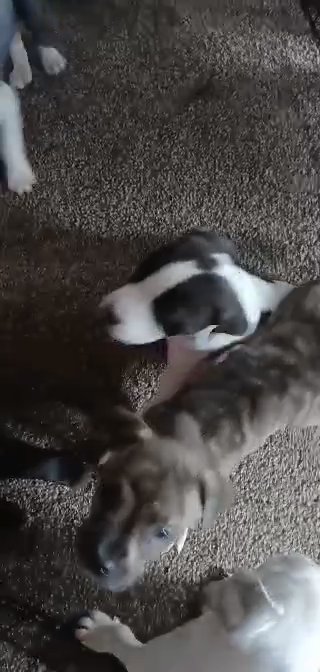 Pitbull puppies in Eastpointe, Michigan