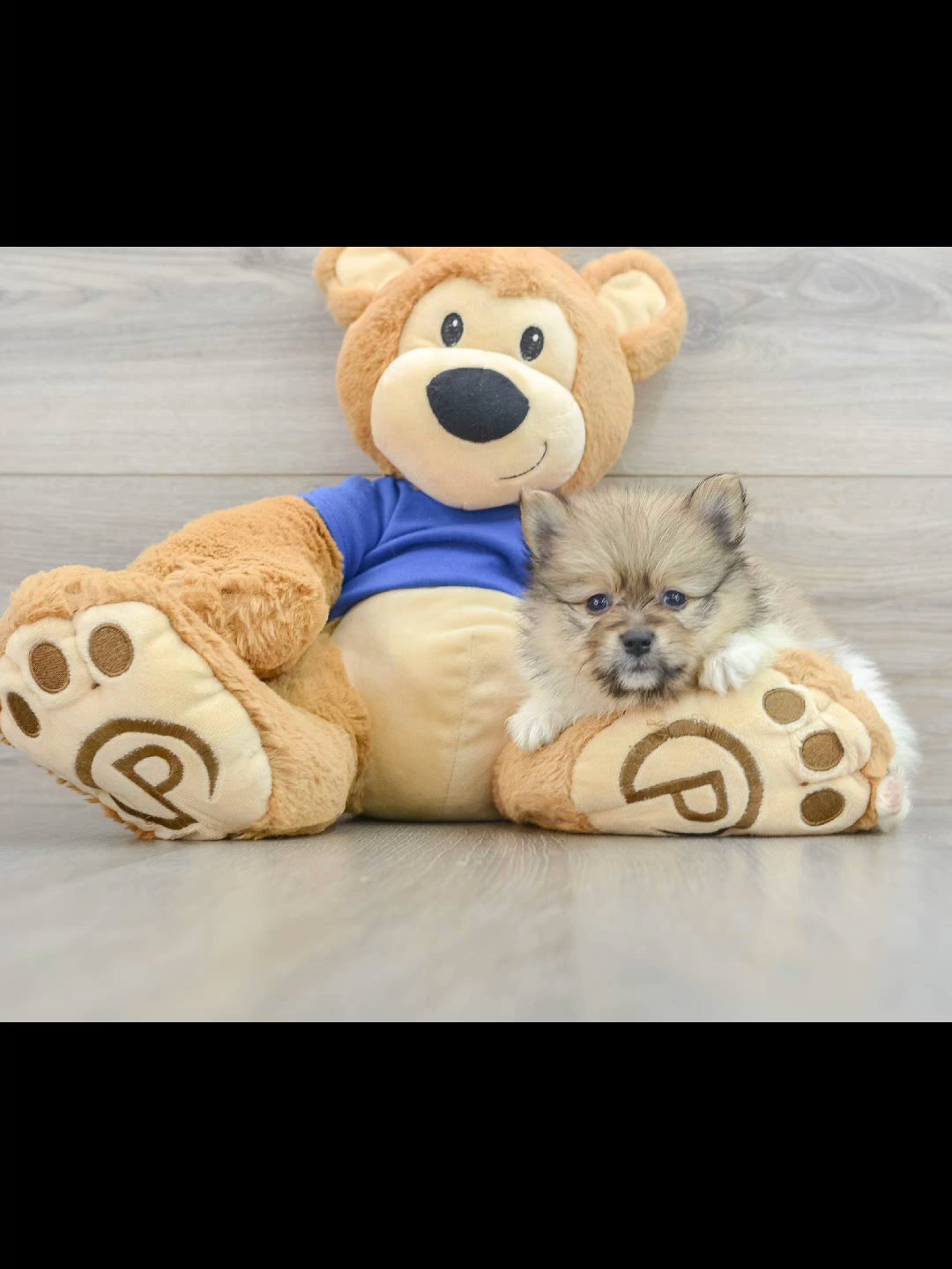 Drew: The Adorable Toy Pomeranian Puppy That Will Melt Your Heart in Orlando, Florida
