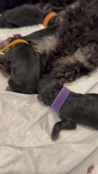 Toy Poodles in Houston, Texas