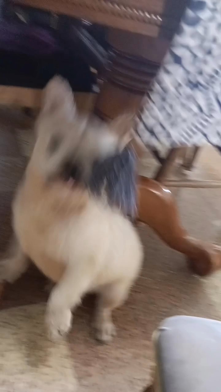 platinum fluffy frenchie in Nashville, Tennessee