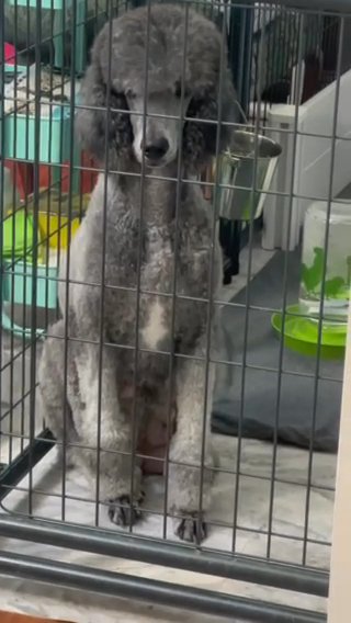 Poodle Puppies Available in Easton, Maryland