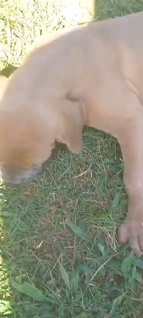 AKC REGISTERED CANE CORSO in Batesville, Arkansas
