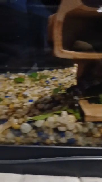 Geckos in Charlottesville, Virginia