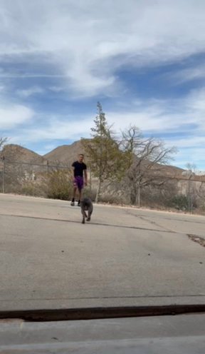 Standard Bully in El Paso, Texas