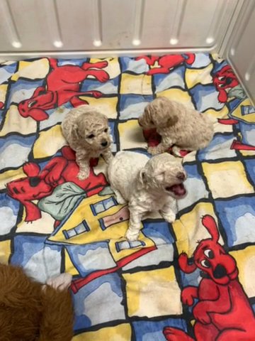 Toy Poodles in Columbus, Nebraska