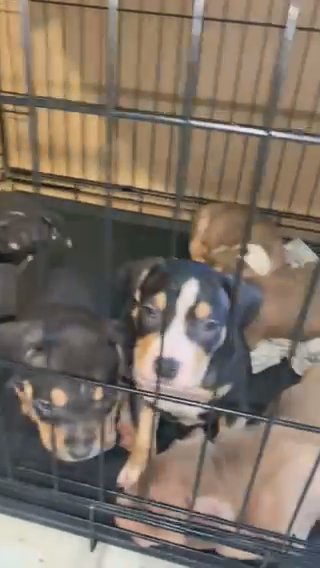 Pocket Bullies in Dallas, Texas