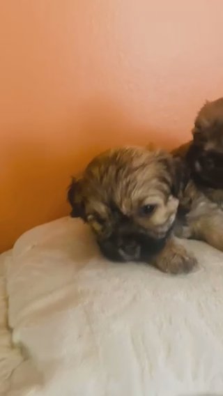 Shih Tzu & Morkie Puppies in Wilson, North Carolina