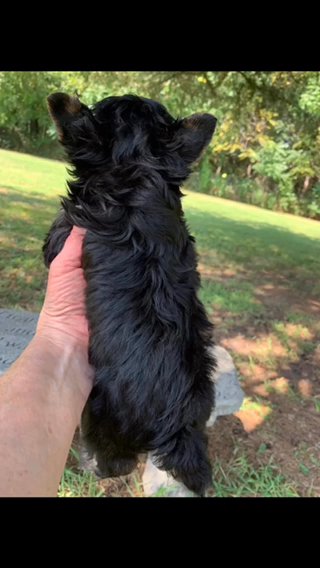 AKC Remi in Springfield, Missouri