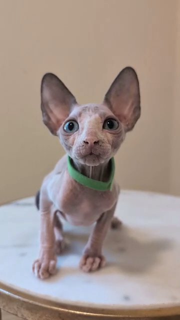 Sphynx in El Paso, Texas