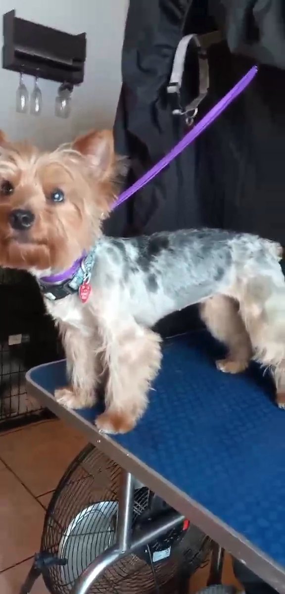 blue merle yorkie in Memphis, Tennessee