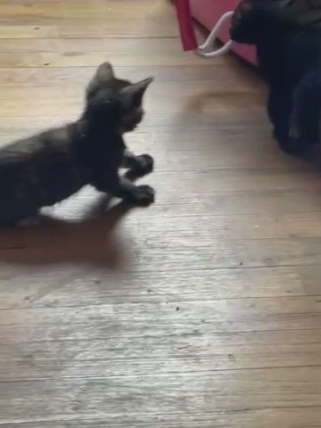 kittens for sale in Bordentown (Township), New Jersey