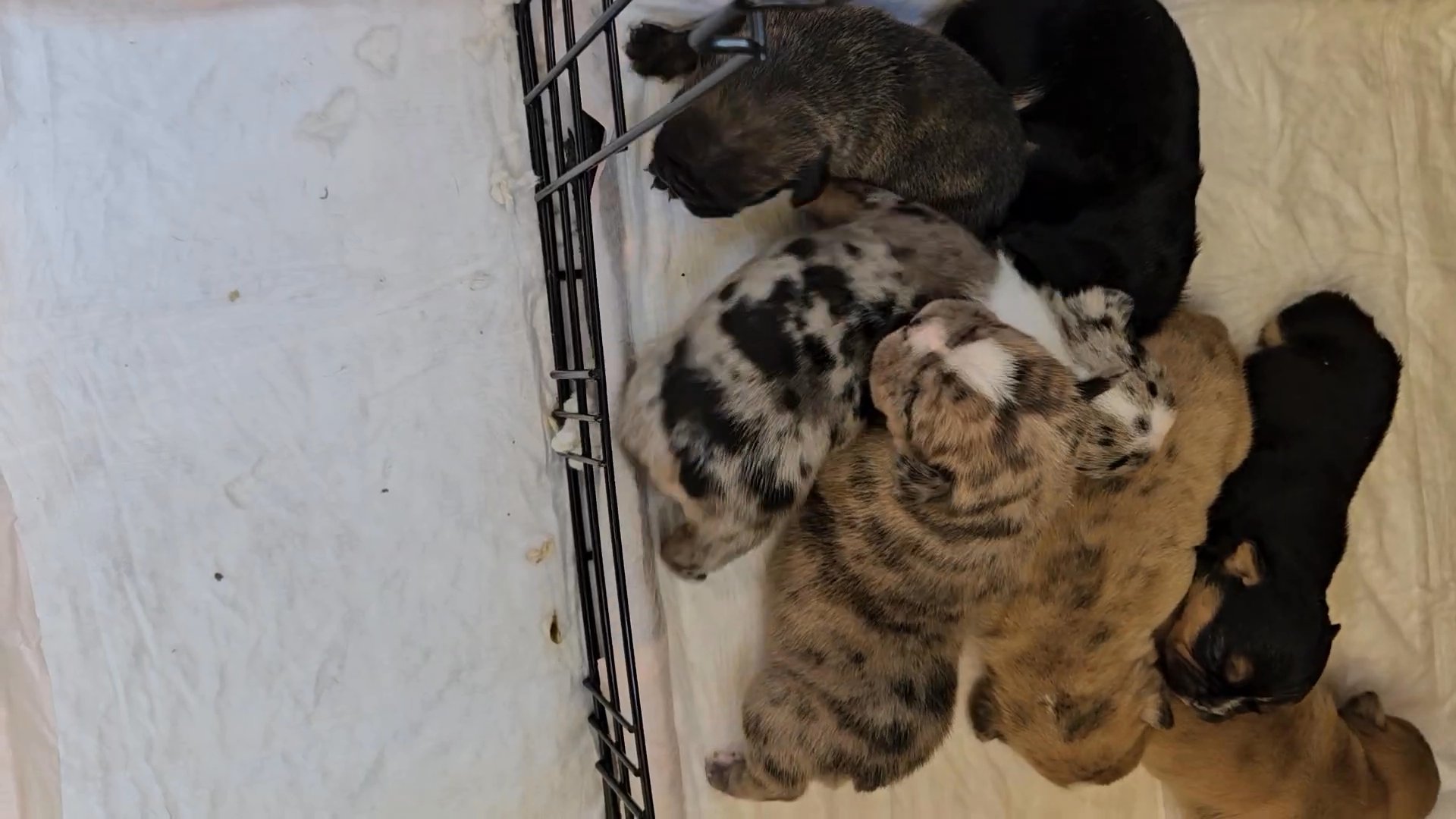 French bulldog merle male puppies in Riverside, California