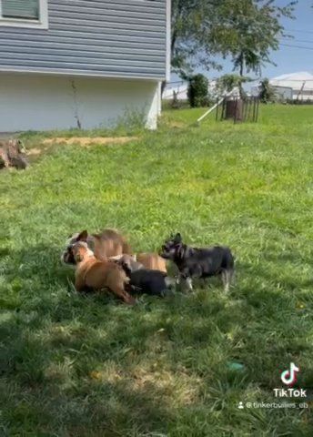 SOLD-Red Merle English bulldog in Chambersburg, Pennsylvania