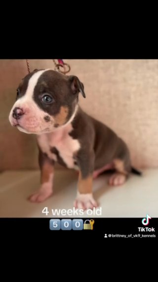 Blue Tri Merle American Bully in Battle Creek, Michigan