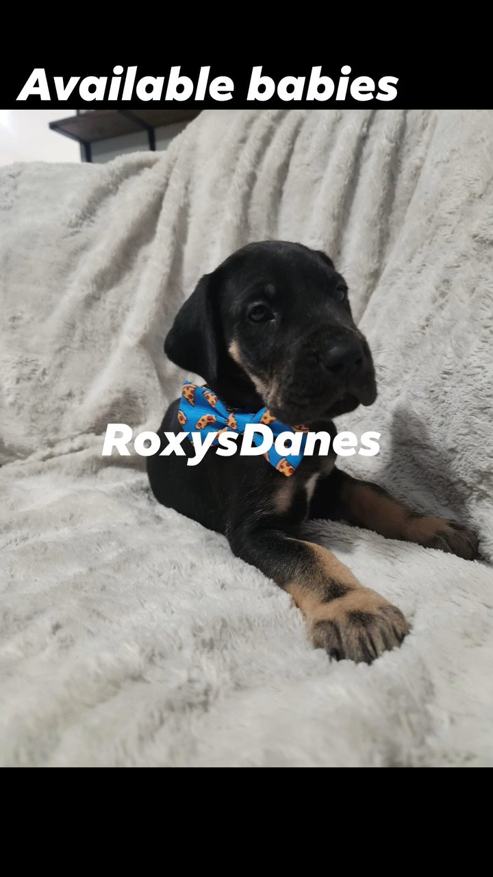 Great dane puppy in Hope Mills, North Carolina