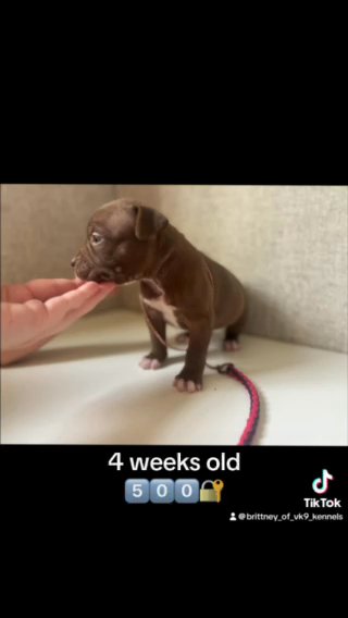 Chocolate American Bully in Battle Creek, Michigan