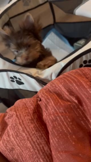 Chocolate Yorkie in San Diego, California