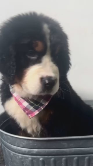 Bernese Hunny in Albany, New York