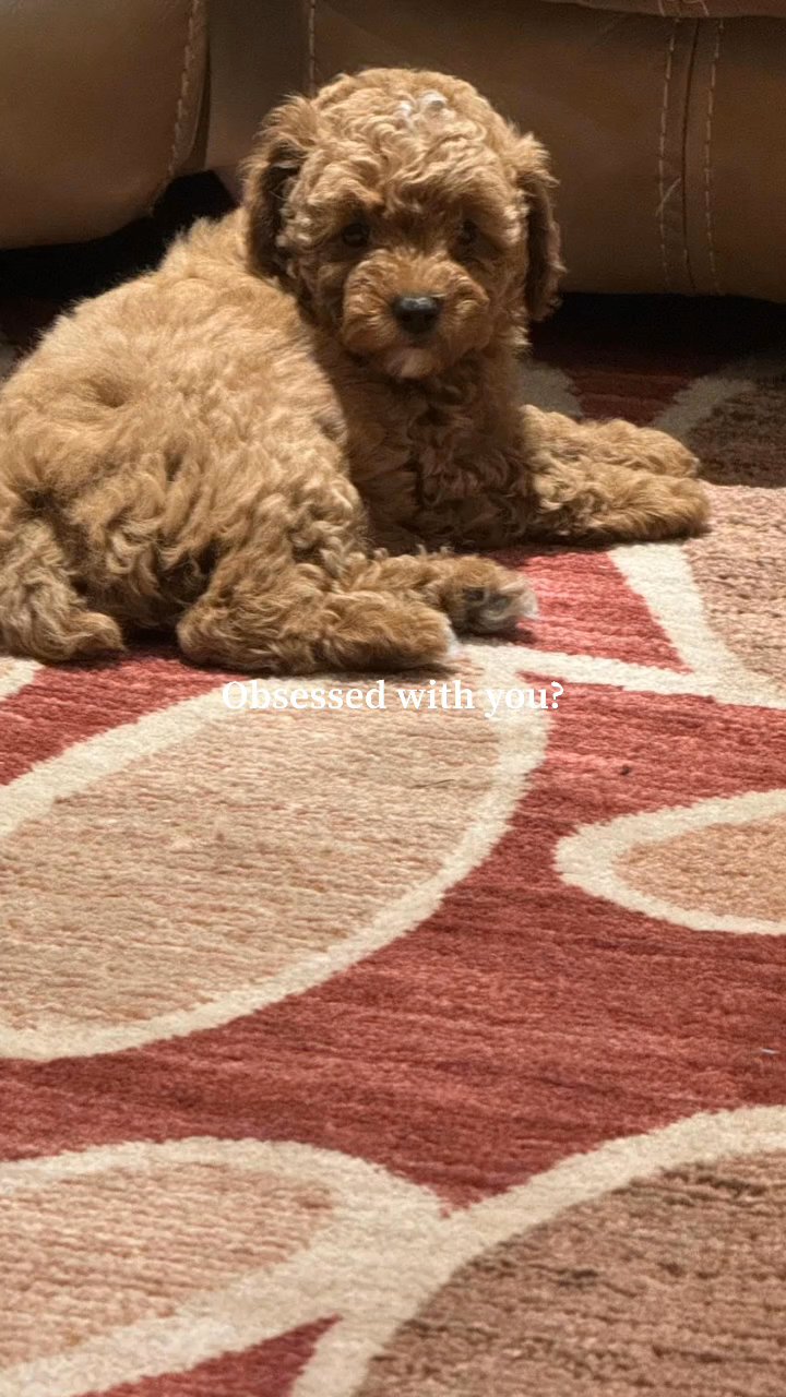 Blossom - Toy Poodle in Fort Lauderdale, Florida