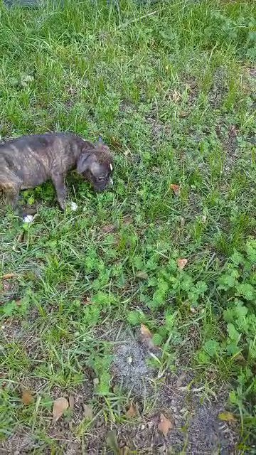 Brindle and White Female in Augusta, Georgia