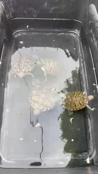 Turtles For Sale!!! in Downey, California