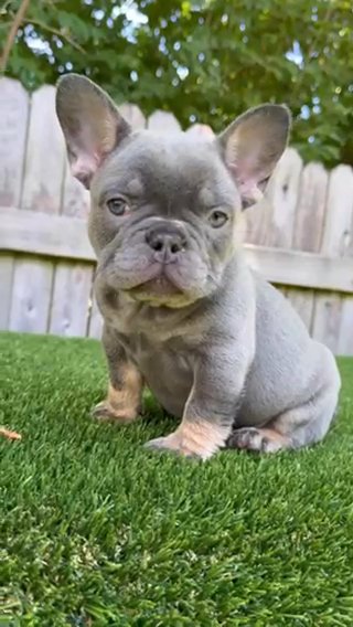 Female Lilac Tan Carrying Fluffy & Testable; COPYRIGHT ❌ LOTTIE in Indianapolis, Indiana