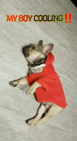 French Bulldog in Austin, Texas