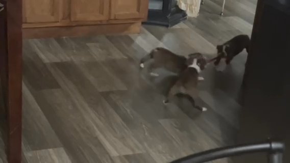 Red And White Boston Babies in DeRidder, Louisiana