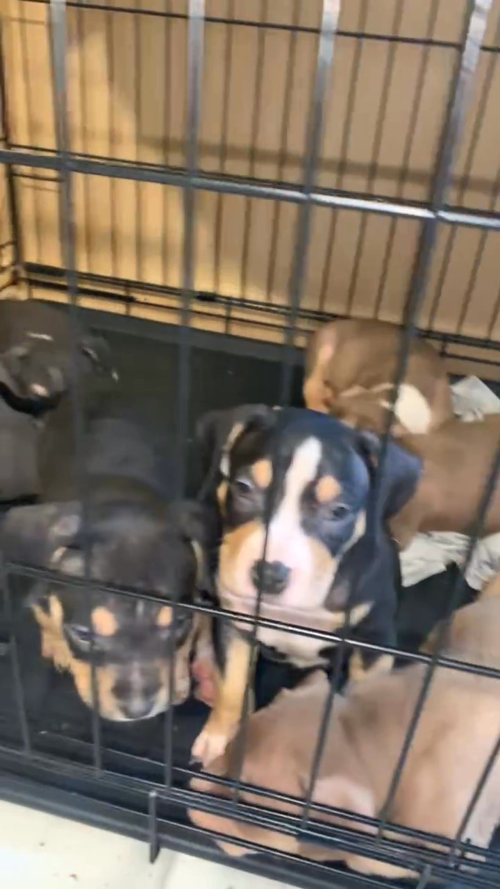 tri pocket bullies in Dallas, Texas