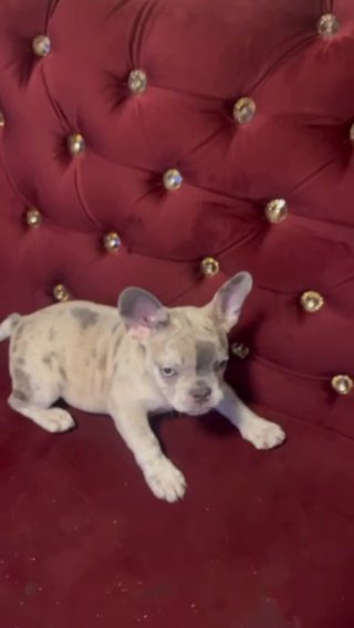 French Bull Dog in Portland, Oregon