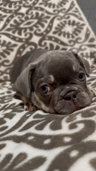 Male Lilac And Tan in Sebring, Florida