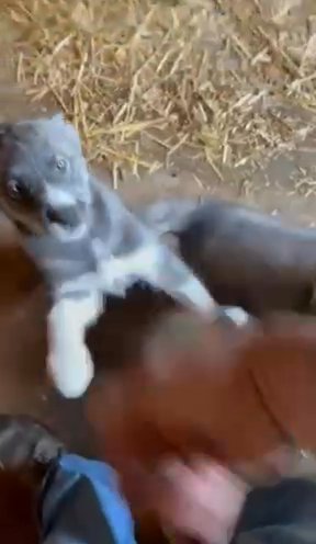 AKC Siberian Huskies in Jacksonville, Illinois