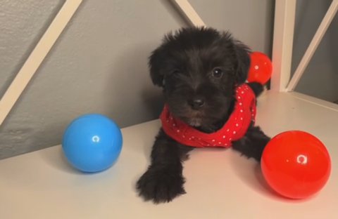 Chia (female) Miniature Schnauzer in Houston, Texas