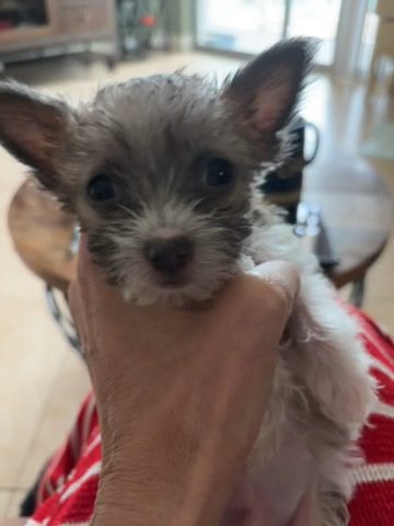 Longhair Chihuahua in Hollywood, Florida