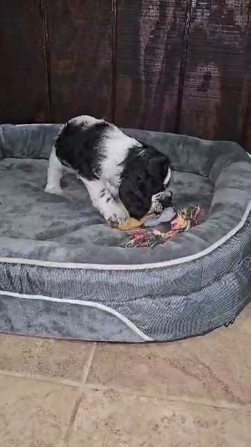 Cocker Spaniel Puppy Holy Moly in Sylacauga, Alabama