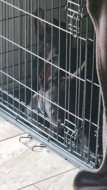 German Shepherd puppies in Phoenix, Arizona