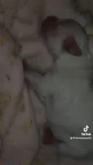 White Miniature Schnauzer in Houston, Texas