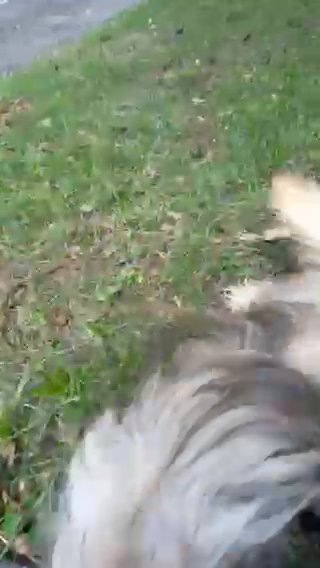 Mini (8 Month Old Shih Tzu in Ocala, Florida