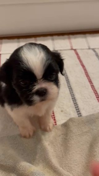 ***SOLD**** Levi Black & white Male Shih tzu in Ocala, Florida