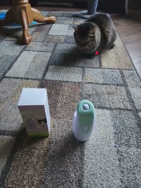 Cat Laser Toy in Rome, Georgia